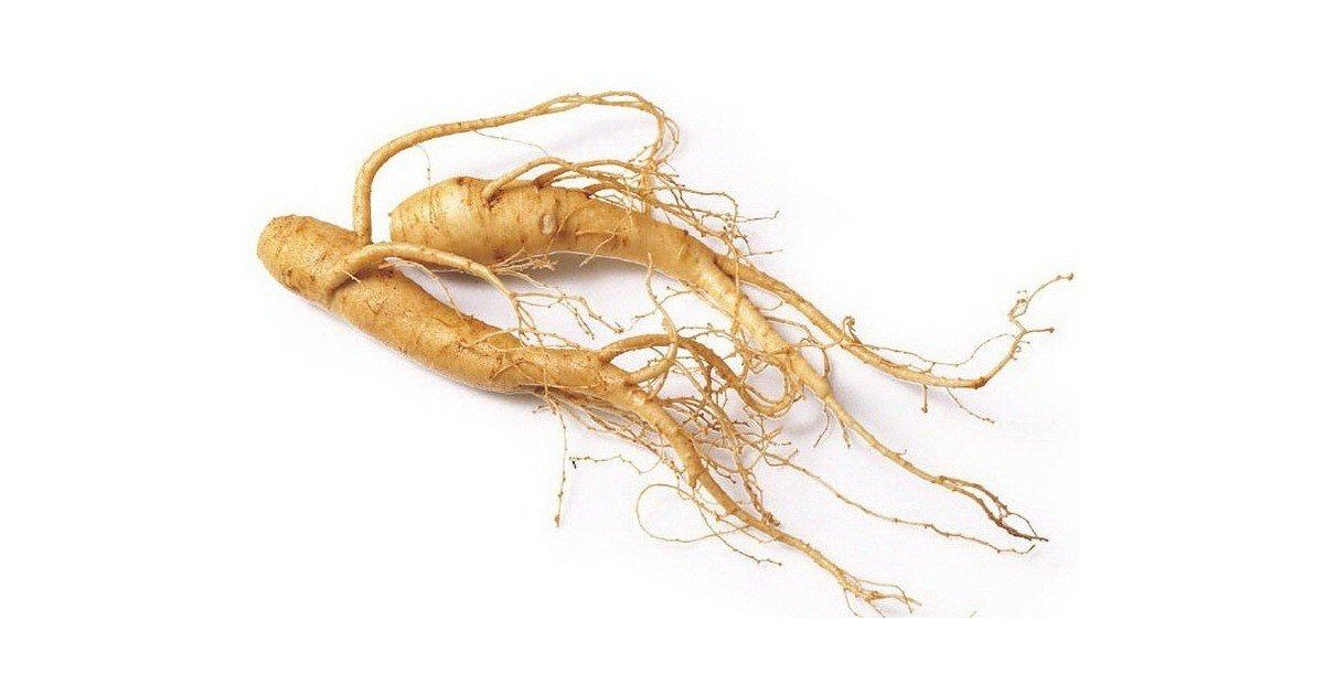 Panax Ginseng